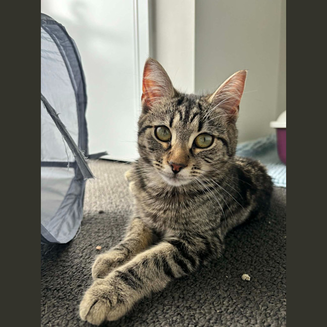 Photo of Sadie