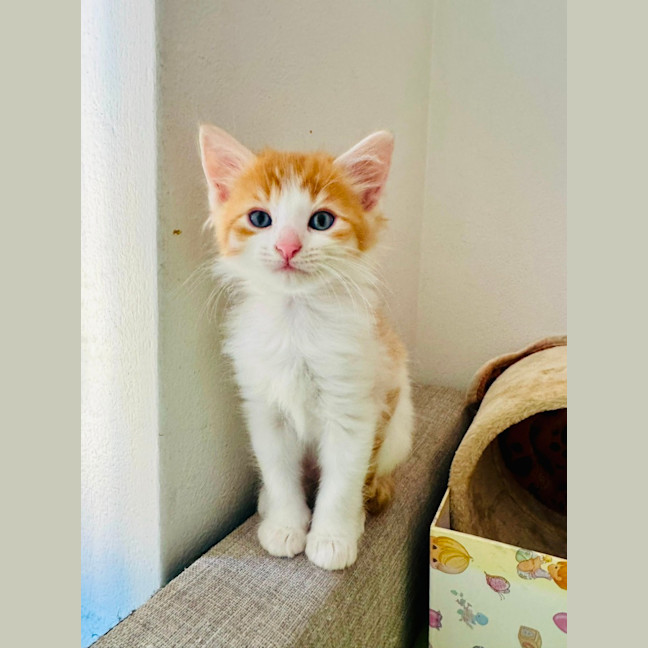 Photo of Freddy 🧡