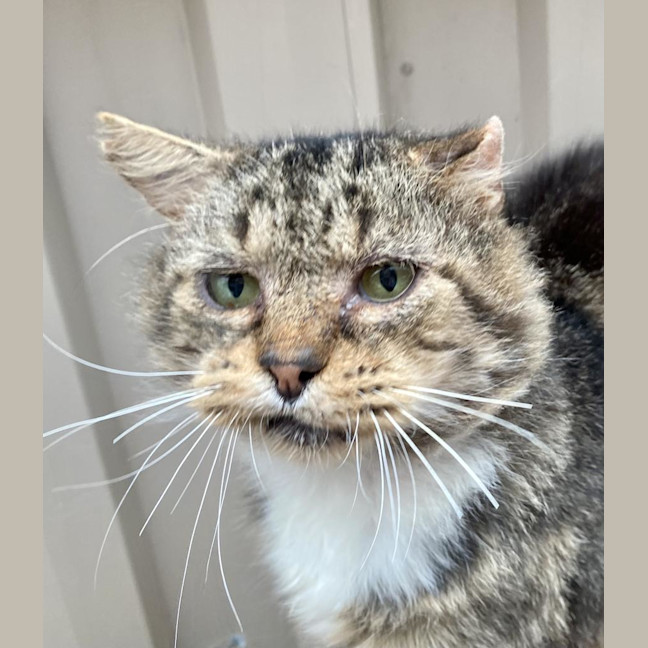 Photo of Bartholomew Ragamuffin