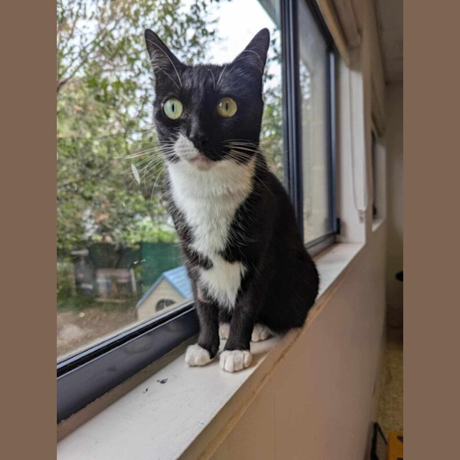 Photo of Willow