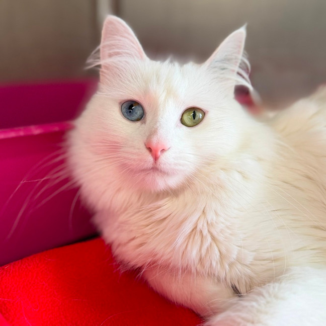 Photo of Mochi