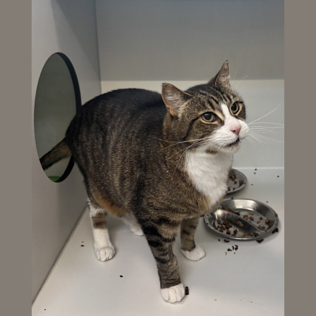 Photo of Milo (Bonded To Millie)