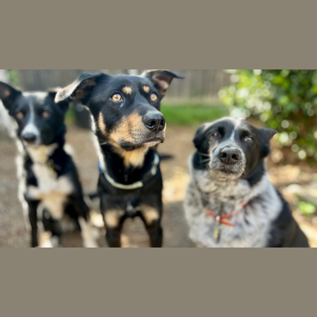 Photo of Alfalfa (Alfie)