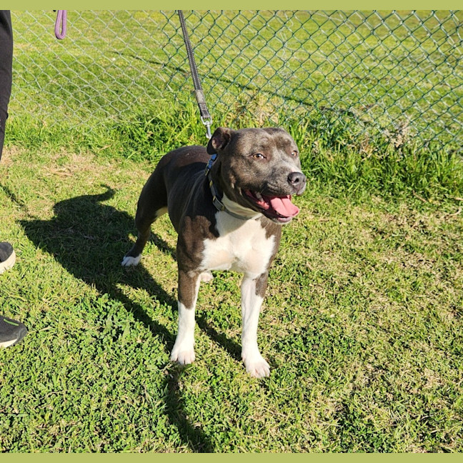 Photo of Violet (66790)