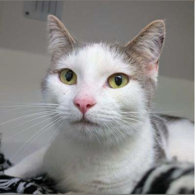 Photo of Athena