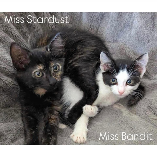 Photo of 11754   Miss Stardust 