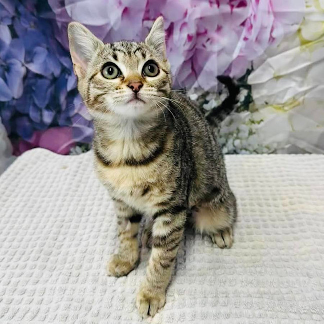 Photo of Priscilla   Located In Ashburton