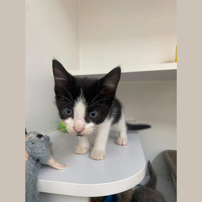 Photo of Oslo Junior (9953)