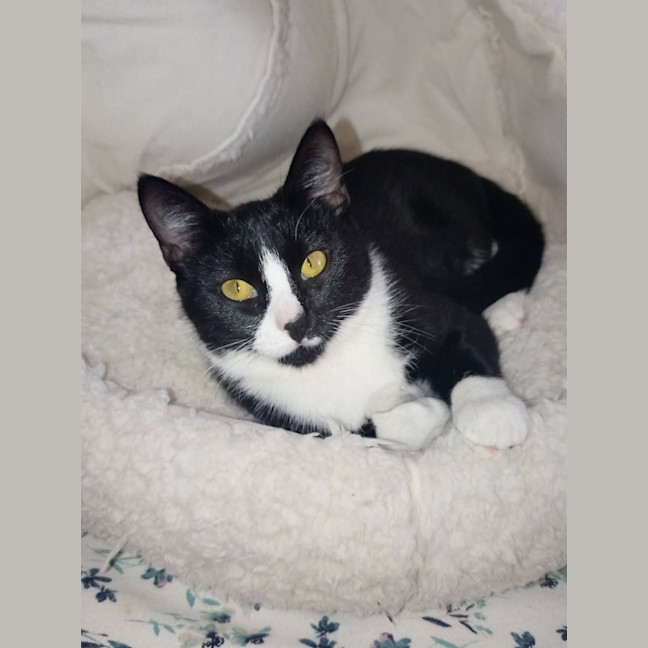Photo of Gypsy
