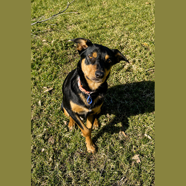 Photo of Rusty   1.5 Year Old Kelpie