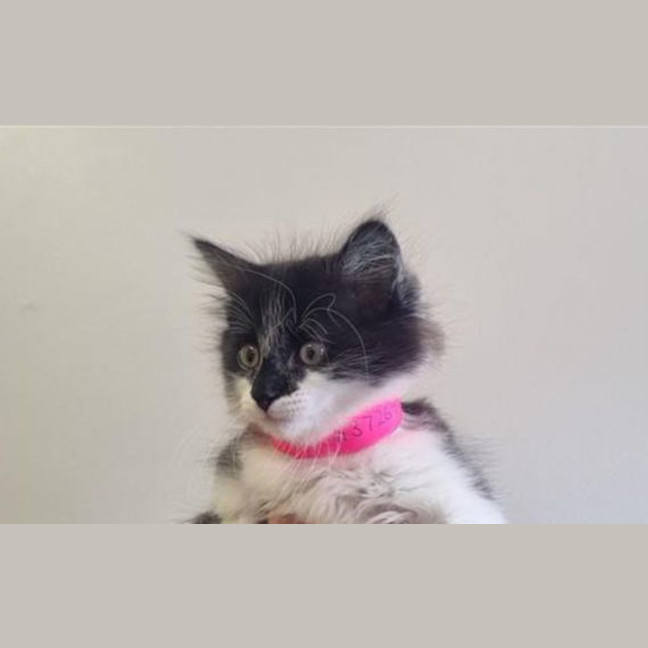 Photo of Poppy