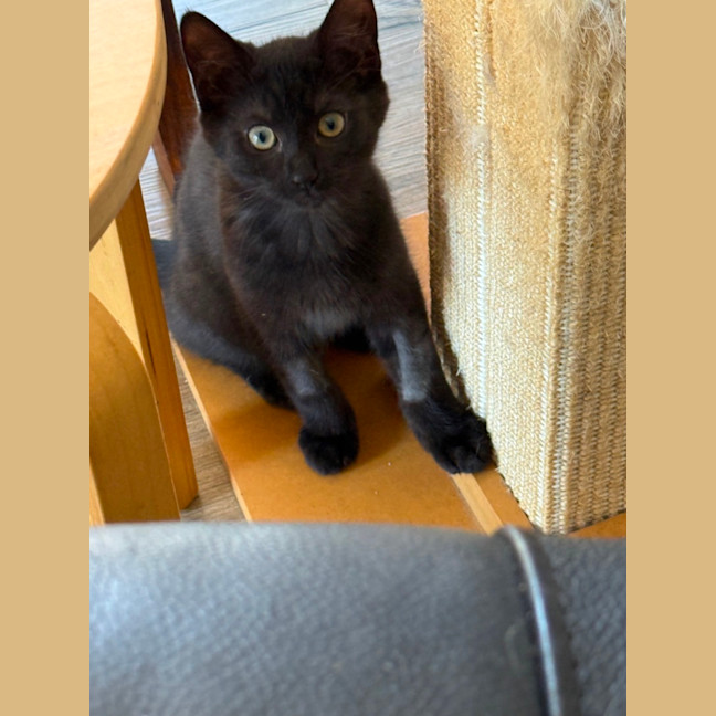 Photo of Azalea Meet Me At Petstock Chelsea