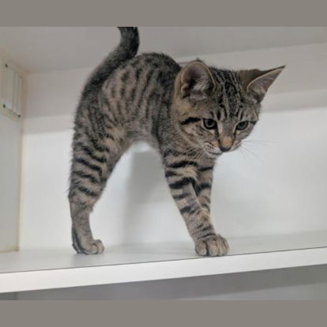 Photo of Guinness