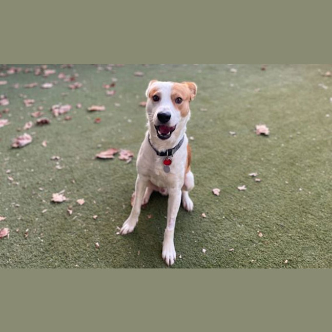 Photo of Cooper