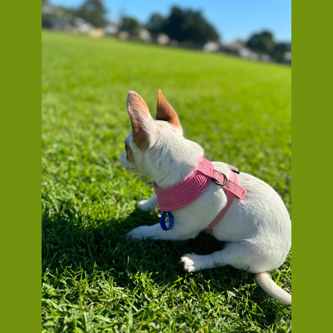 Photo of Birdie   10 Week Old Jack Russell X Fox Terrier