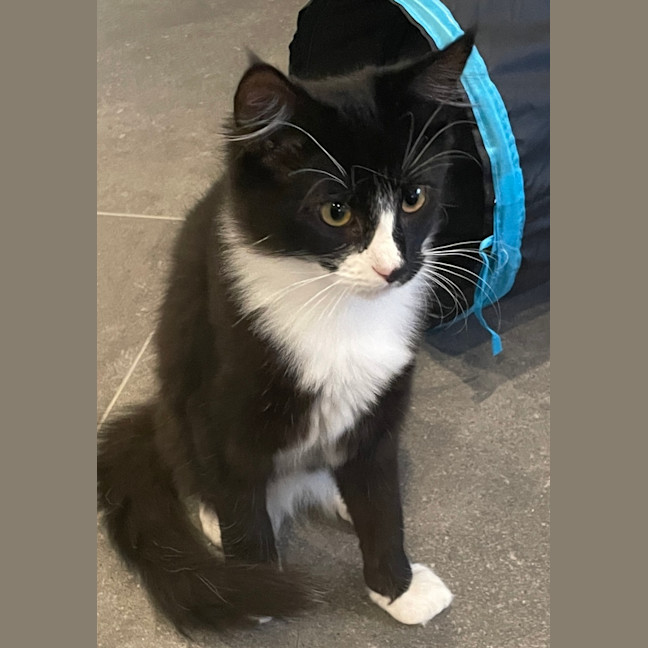 Photo of Sylverster & Gus