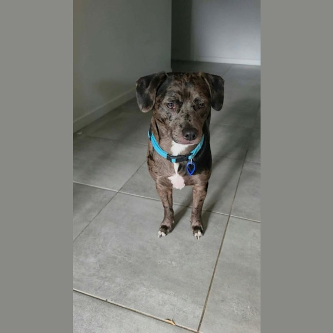 Photo of Crank   11 Month Old Dachshund X Staffy