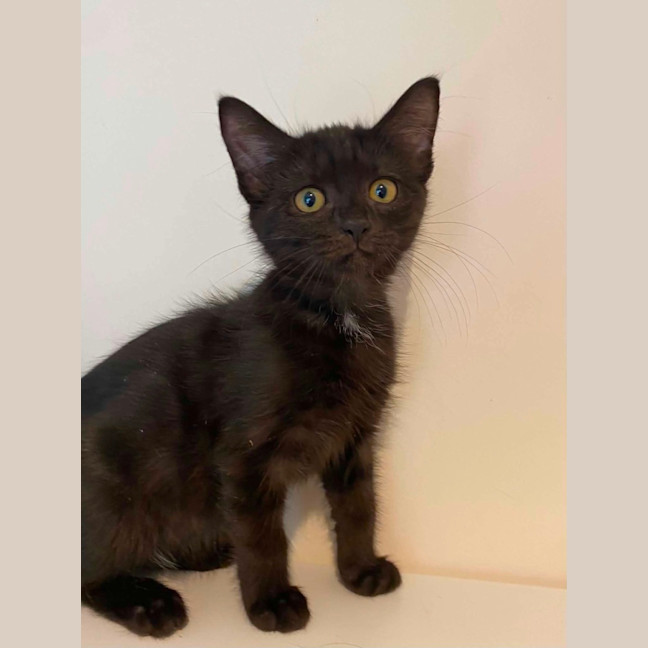Photo of Delilah 