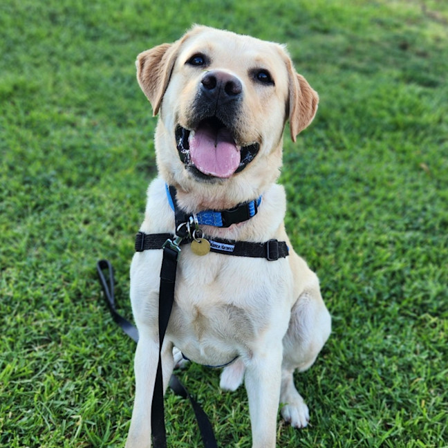 Photo of Archie