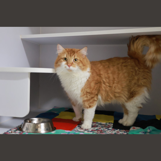 Photo of Hank