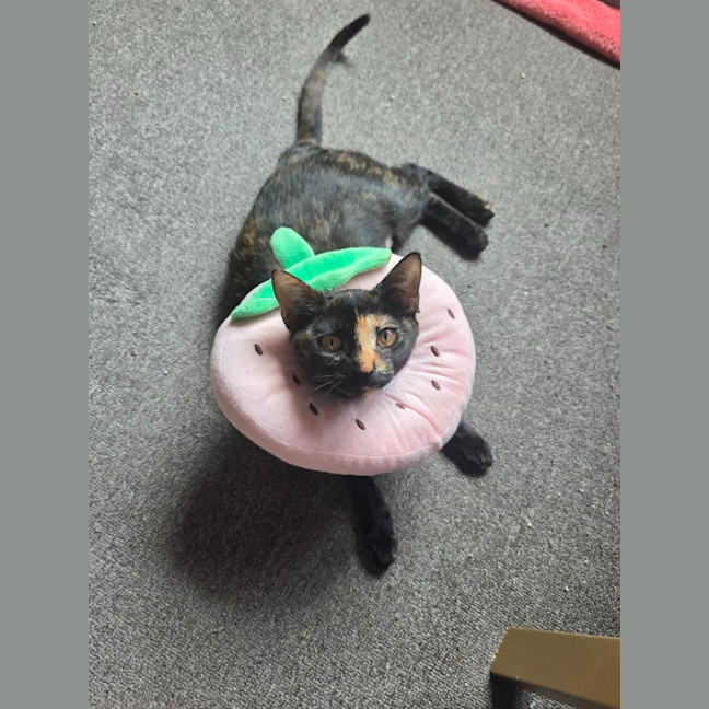 Photo of Cleo