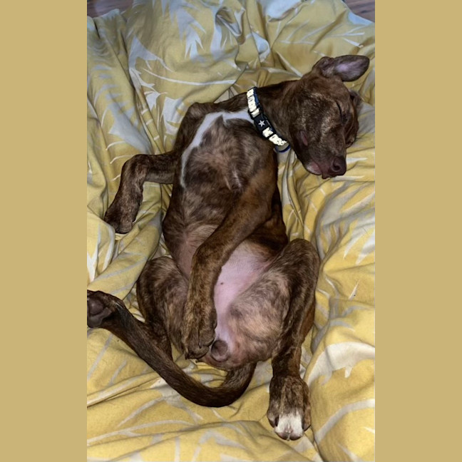 Photo of Rosie   4 Month Old Kelpie X Staffy (Trial 5/10)