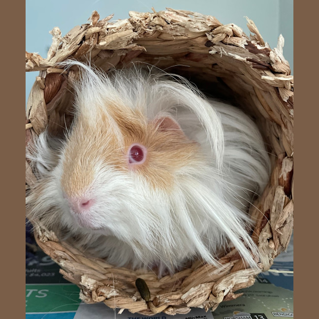 Photo of Sparky (Bonded To Oreo)
