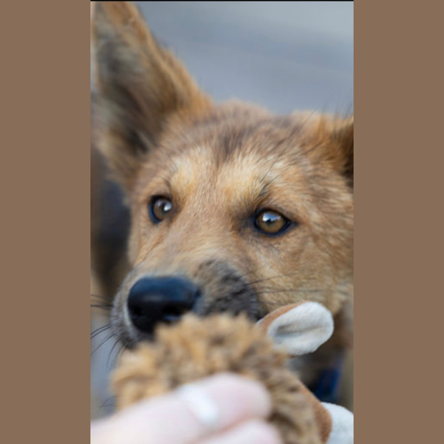 Photo of Heli   6 Month Old Dingo X (Trial 29/12)