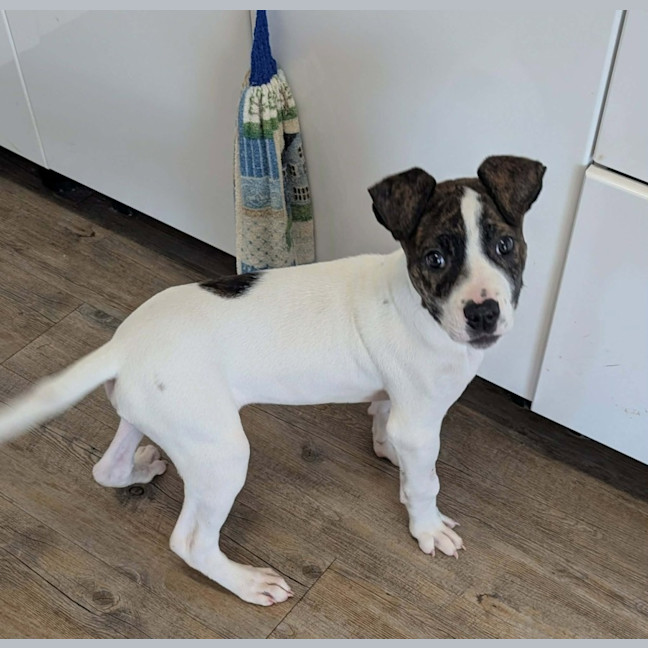 Photo of Buster
