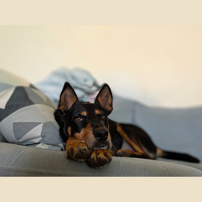 Photo of Toby   7 Year Old Kelpie