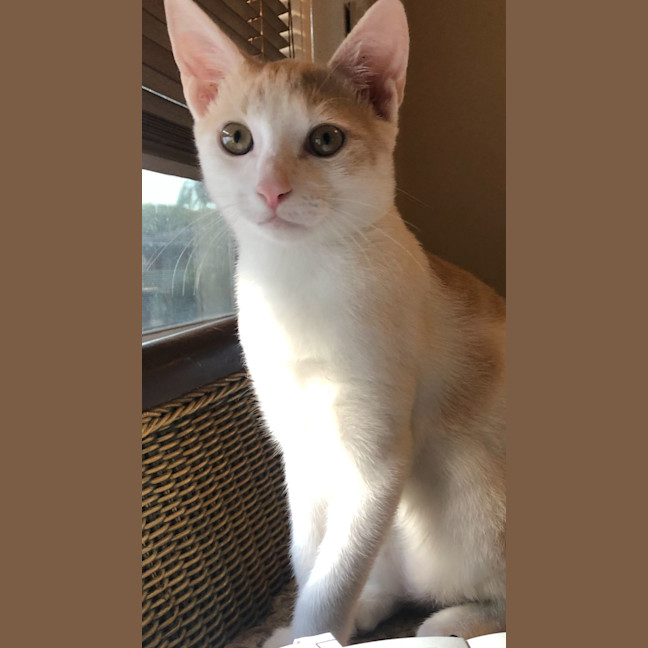 Photo of Oliver
