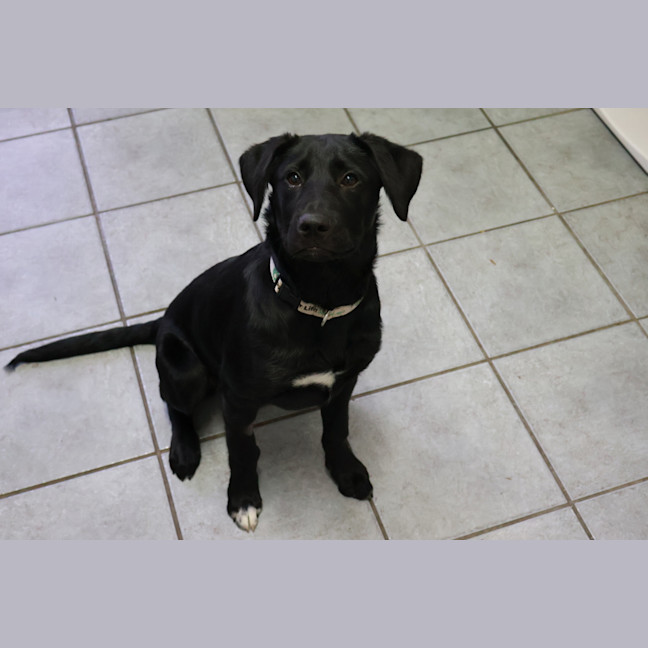 Photo of Humphrey