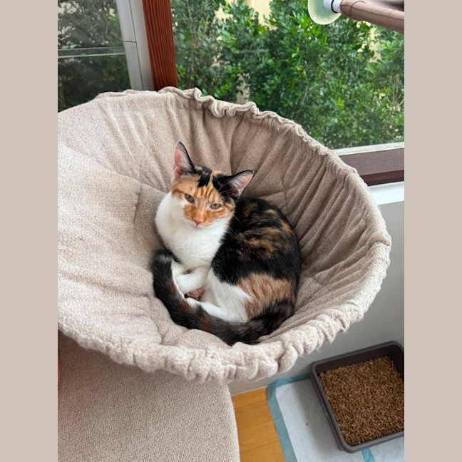 Photo of Lulu
