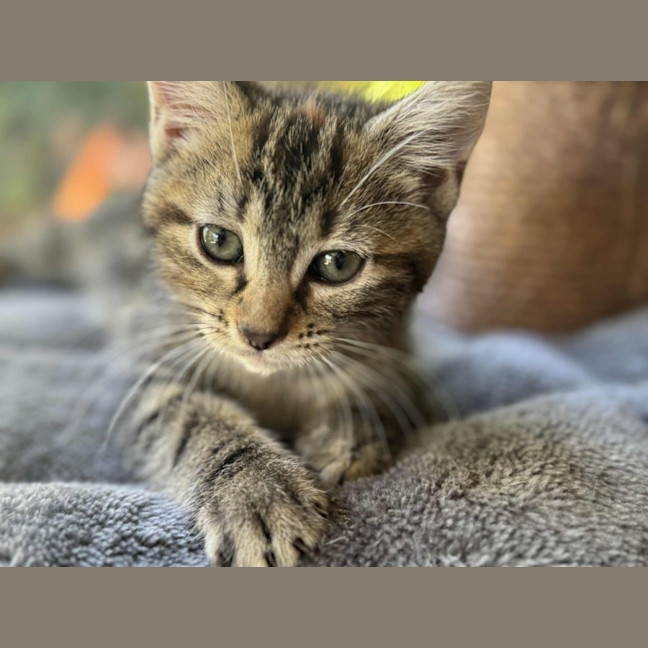 Photo of Daisy   In Foster Care In Cranbourne