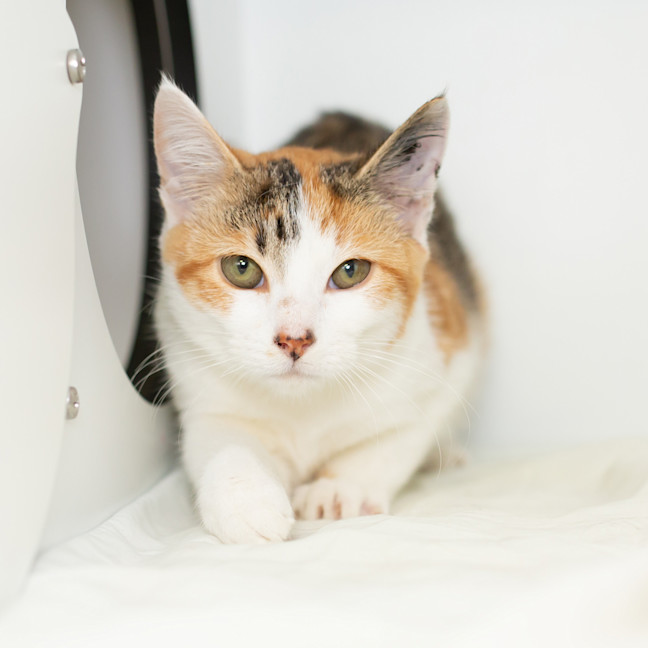 Photo of Biscotti
