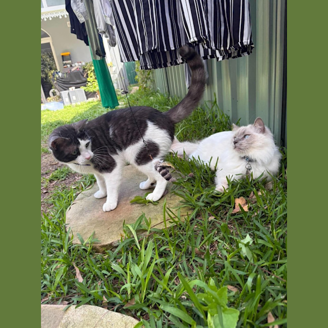 Photo of Sooty And Joe