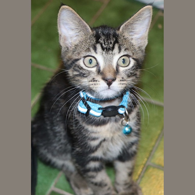 Photo of  Joey   Now At Pet Quarters Belmont 