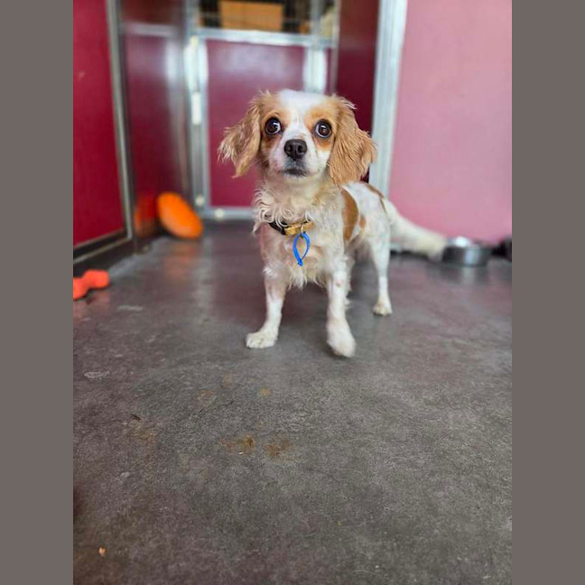 Photo of Gracie