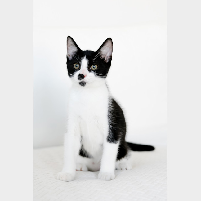Photo of Archie