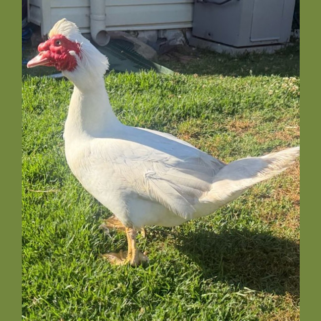 Photo of Mr Duck
