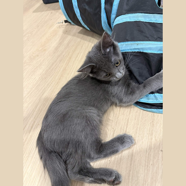 Photo of Arlo