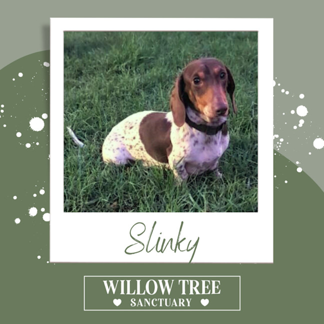 Photo of Slinky