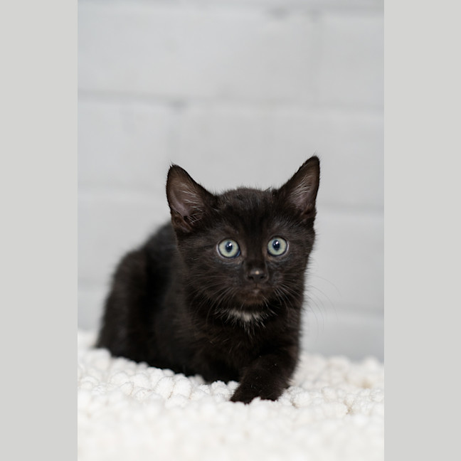 Photo of Blueberry
