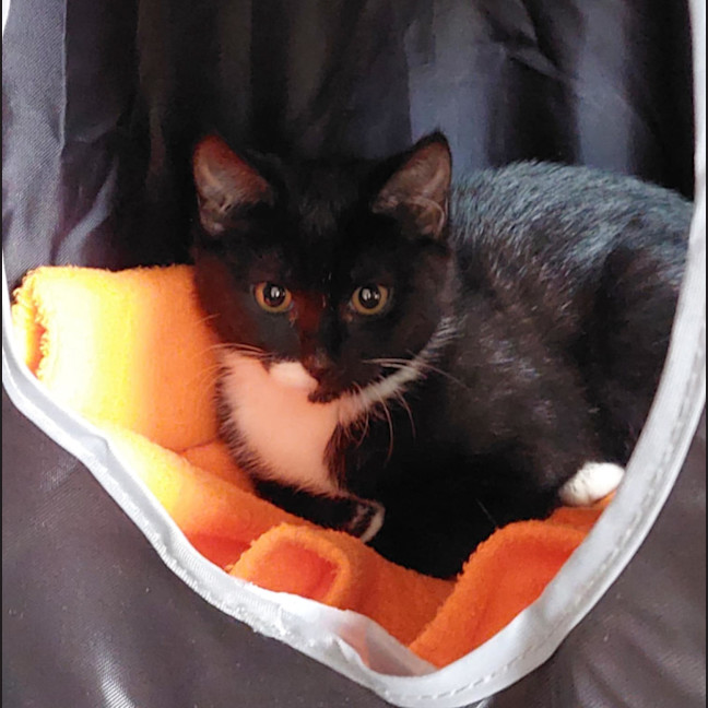 Photo of  Iris & Blossom