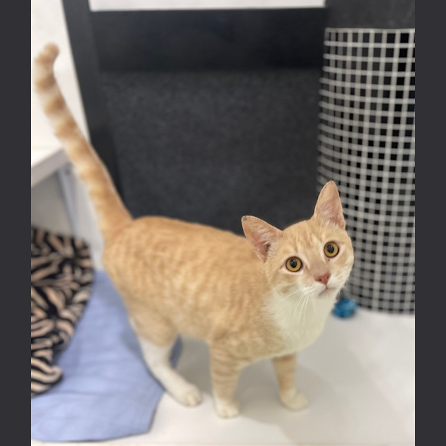 Photo of Big Boy
