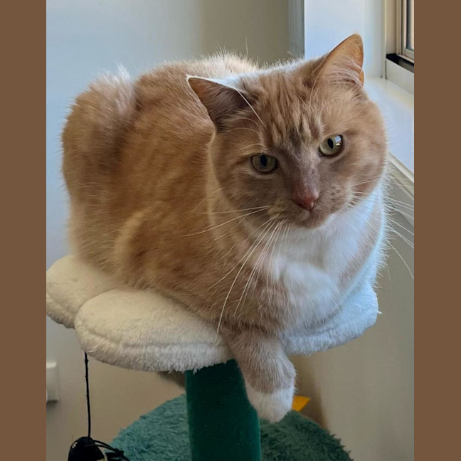 Photo of Boo