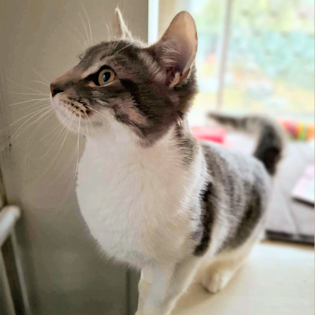 Photo of Buzz