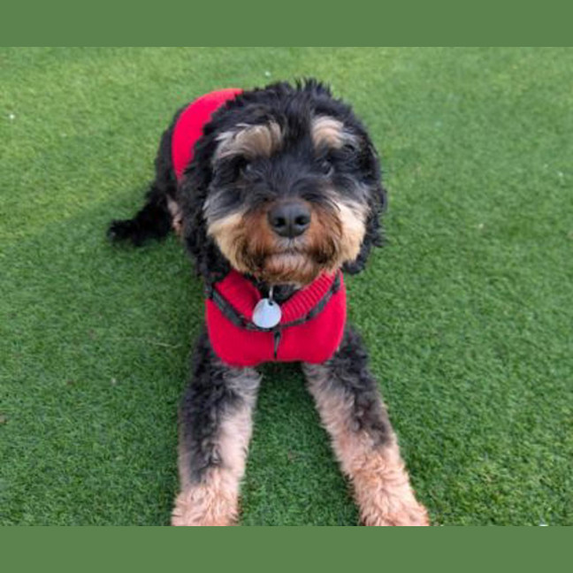 Photo of Koda