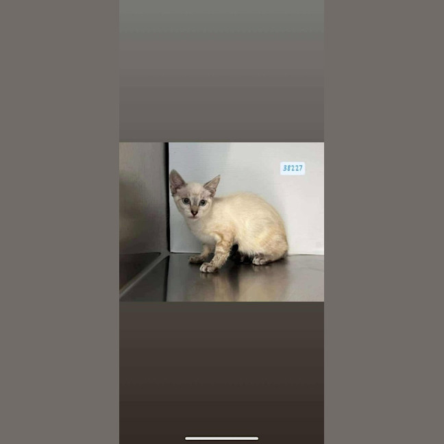 Photo of Sergeant Sprinkles