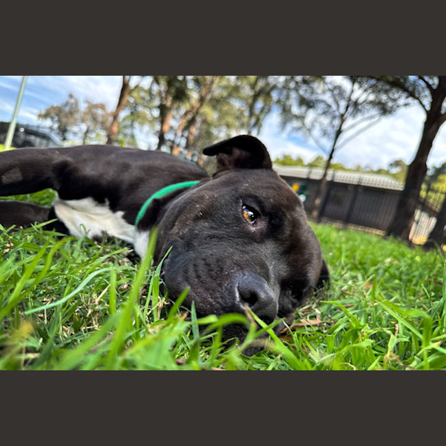 Photo of Kaos